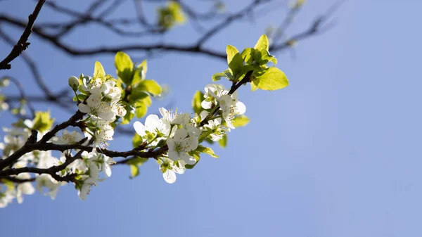 Web banner, branches with apple blossom against a clear blue sky. Spring blooming background. Flowering fruit tree close-up. Selective focus