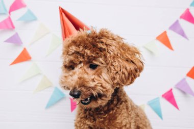 A small red poodle in a festive red cap on a white wooden background celebrates a birthday, close up. Front view