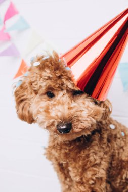 A small red poodle in a festive red cap on a white wooden background celebrates a birthday, close up. Front view