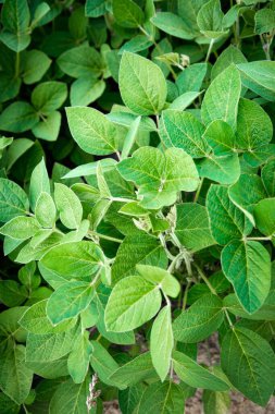 Soybean plants in a field close-up in bright sunlight. Agricultural field with soy. Green background, selective focus