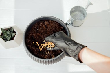 Womans hand in a black glove with microgreen seeds. The concept of home gardening, hanging seeds. View from above