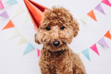 A small red poodle in a festive red cap on a white wooden background celebrates a birthday, close up. Front view