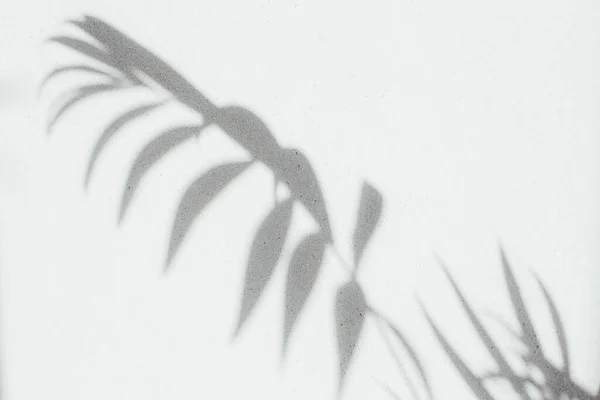 Тени Декоративных Пальмовых Ветвей Сером Фоне Естественный Фон Селективный Фокус — стоковое фото
