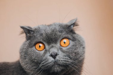 A short-haired gray cat with big orange eyes sits in a brown box, close-up. Front view