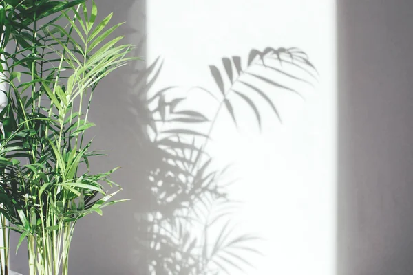 Green branches of a decorative palm tree with a shadow on a gray background. Natural background. Selective focus