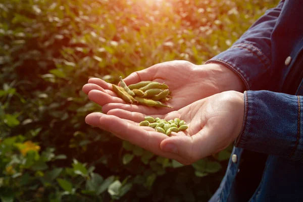 Close Hands Farmer Agronomist Holding Green Pods Soybeans Sunny Day — Stock Photo, Image