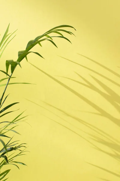 Green Branches Decorative Palm Tree Shadow Yellow Background Natural Background — Fotografia de Stock