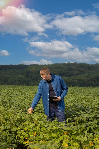 Farmer Denim Shirt Tablet Checks Quality Soybeans Agricultural Field Looks — Stock Photo, Image