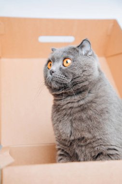 A short-haired gray cat with big orange eyes sits in a brown box, close-up. Front view