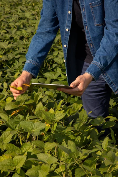 Farmer Denim Shirt Tablet Checks Quality Soybeans Agricultural Field Looks — Stock Photo, Image