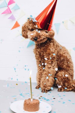 A small red poodle in a festive red cap on a white wooden background celebrates a birthday with dog cake and golden candle. Front view
