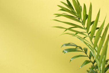 Green branches of a decorative palm tree with a shadow on a yellow background. Natural background. Selective focus