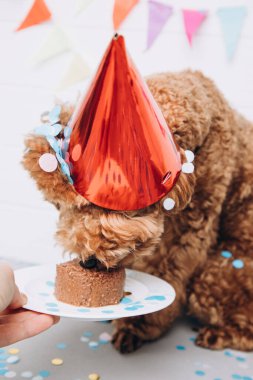 A small red poodle in a festive red cap on a white wooden background celebrates a birthday and eating dog cake. Front view