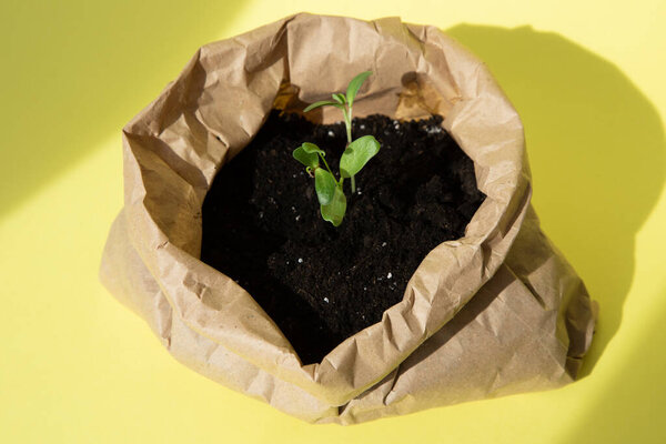 Concept of gardening. Planting vegetable seedlings. A small green plant in a brown paper bag with soil on a yellow background. Top view