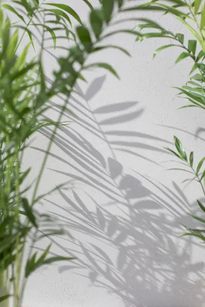 Зелені Гілки Декоративної Пальми Тіні Сірому Фоні Природний Фон Вибірковий — стокове фото