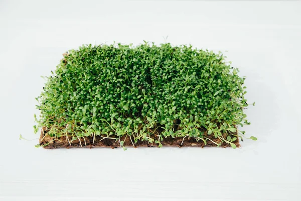 stock image Home gardening. Greenery microgreens, sorrel on a linen rug on a wooden background. Front view