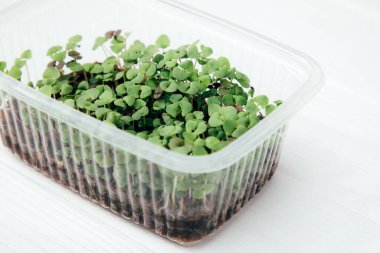 Evde bahçıvanlık. Yeşillik mikroyeşiller, ahşap bir arka planda keten bir halının üzerindeki fesleğen. Üst görünüm