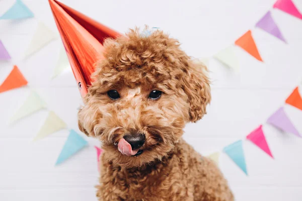 A small red poodle in a festive red cap on a white wooden background celebrates a birthday, licks his lips. Front view, close up
