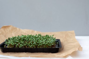 Evde bahçıvanlık. Yeşillik mikroçim, keten tohumlar ahşap bir masada keten bir halının üzerinde. Üst görünüm