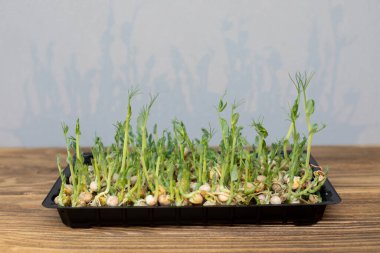 Evde bahçıvanlık. Yeşillik mikroçimler, gölgeli ahşap arka planda keten bir halının üzerindeki bezelyeler. Üst görünüm