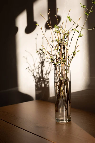 Tree Branches Young Green Leaves Transparent Vase Shadows Wooden Table — Stock Photo, Image
