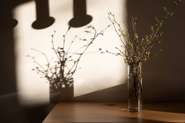 Tree Branches Young Green Leaves Transparent Vase Shadows Wooden Table — Stock Photo, Image