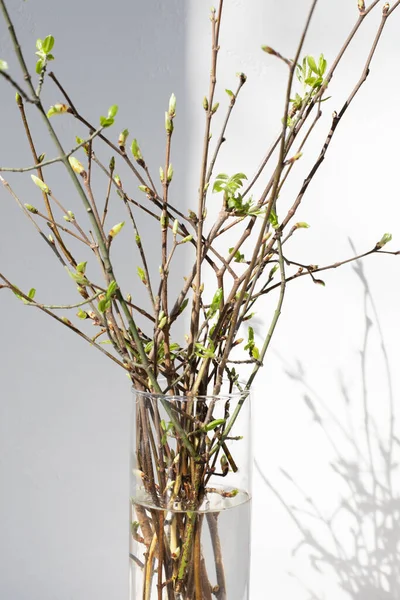 Branches Arbre Avec Jeunes Feuilles Vertes Dans Vase Transparent Avec — Photo