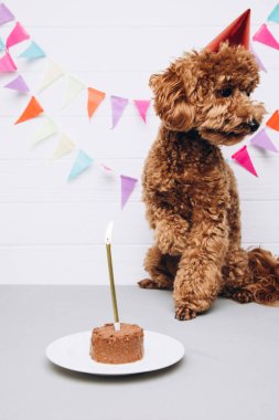 A small red poodle in a festive red cap on a white wooden background celebrates a birthday with dog cake and golden candle. Front view