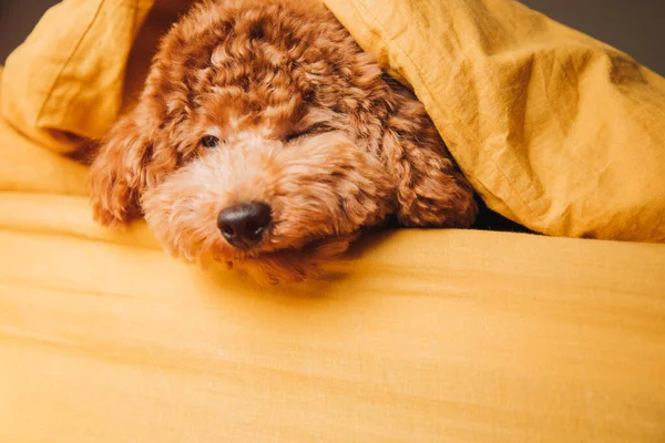 Pequeno Cão Vermelho Encaracolado Poodle Encontra Cama Espreitar Para Fora — Fotografia de Stock