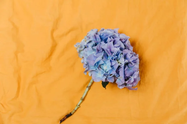 stock image Purple hydrangea on a yellow textile background. Flowers background, close-up. Top view