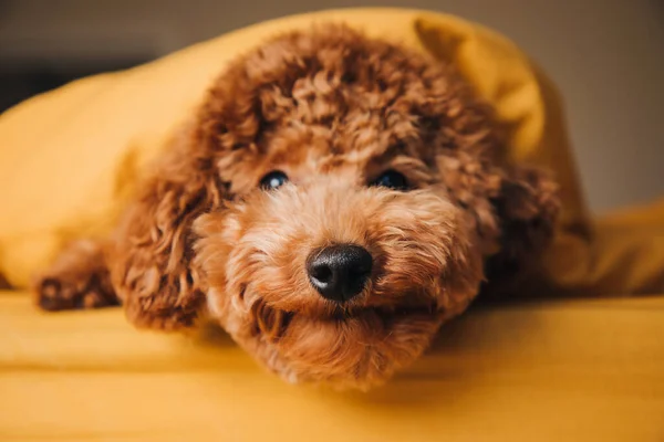 Pequeno Cão Vermelho Encaracolado Poodle Encontra Cama Espreitar Para Fora — Fotografia de Stock