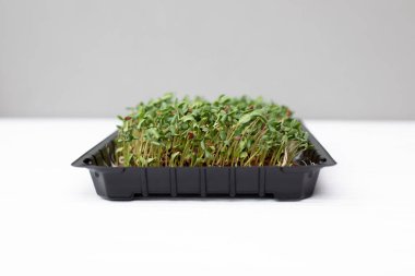 Evde bahçıvanlık. Yeşillik mikroçim, keten tohumlar ahşap bir masada keten bir halının üzerinde. Ön görünüm