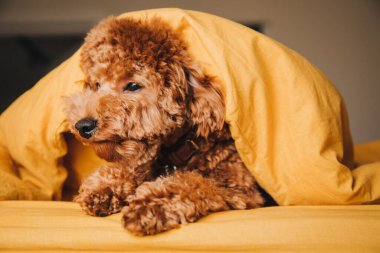 Küçük kırmızı kıvırcık bir kaniş köpeği yatağa uzanıyor ve sarı battaniyeyi yakından dikizliyor. Ön görünüm