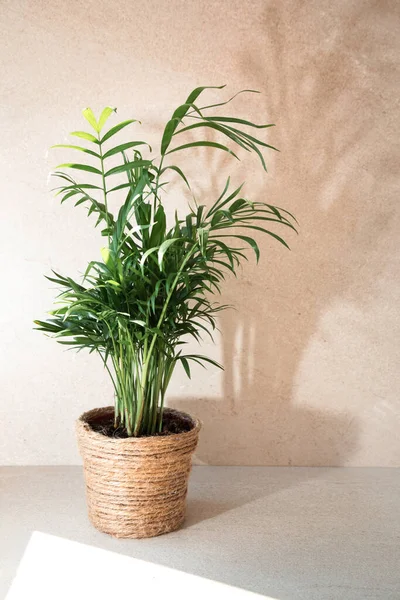 Indoor Plant Palm Tree Pot Wrapped Thick Rope Stone Beige — Stok Foto