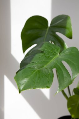 Beyaz arka planda su damlaları olan dev bir saksının yeşil yaprağı. Gölgeli doğal bir arka plan. Evde bahçıvanlık. Ön görünüm
