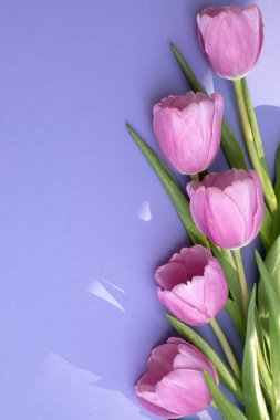 Menekşe arkaplanda nazikçe pembe laleler. Fotokopi alanı olan bir buket çiçekle bahar arkaplanı. Düz yatıyordu