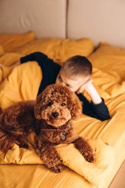 Kırmızı kaniş sarı bir yatakta yatıyor ve arka planda bir çocuk var. Çocuk köpeğiyle oynuyor. Ön görünüm