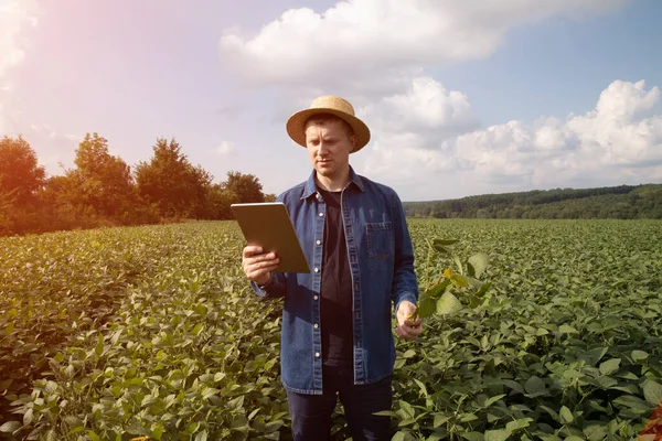 Farmer Straw Hat Tablet Checks Quality Soybeans Agricultural Field Holding — Stockfoto