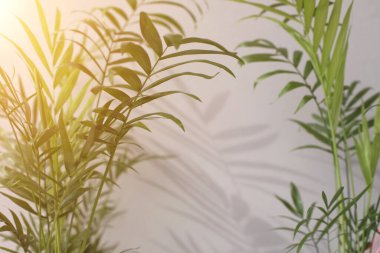 Green branches of a decorative palm tree with a shadow on a gray background. Natural background. Selective focus