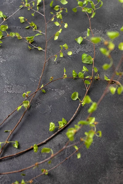 Деревні Гілки Берези Молодим Зеленим Листям Тінями Темному Бетонному Тлі — стокове фото