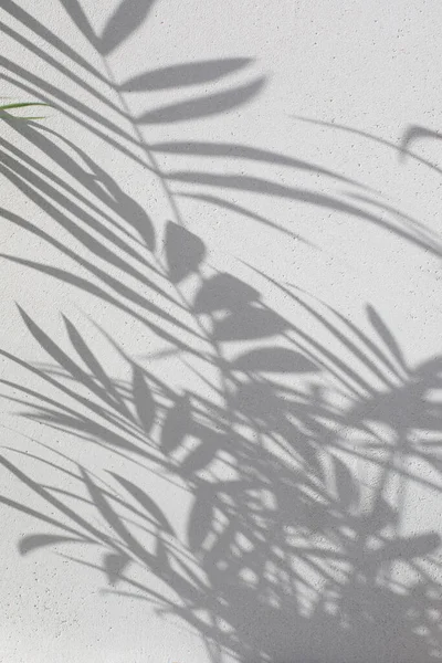 灰色背景上装饰棕榈树枝条的阴影 自然背景 复制空间 有选择的重点 — 图库照片