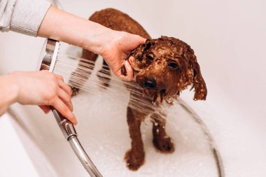 Evde bir köpeği yıkama süreci. Banyoda küçük kırmızı bir kaniş yıkılıyor. Banyoda ıslak köpek var.