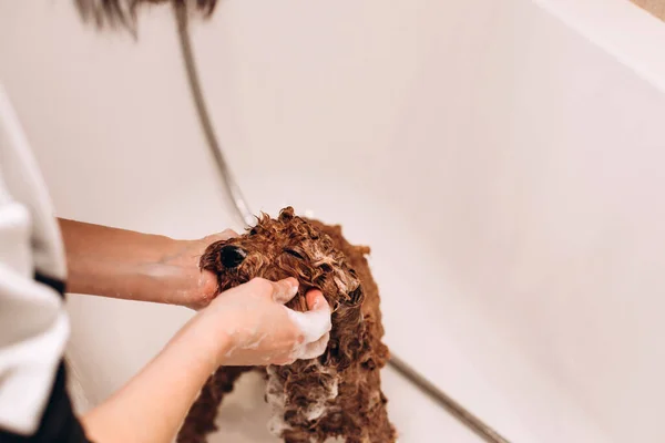Het Proces Van Het Wassen Van Een Hond Thuis Een — Stockfoto