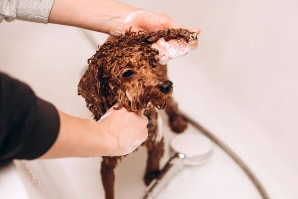 Processo Lavar Cão Casa Pequeno Caniche Vermelho Está Sendo Lavado — Fotografia de Stock