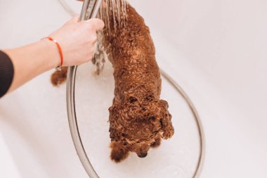 Evde bir köpeği yıkama süreci. Banyoda küçük kırmızı bir kaniş yıkılıyor. Banyoda ıslak köpek var.