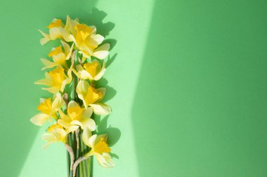 Parlak gün ışığında, yeşil arka planda, gölgeli sarı nergisler. Düz yatıyordu