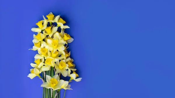 Yellow Daffodils Blue Background Bright Daylight Shadows Flat Lay Web — Stock Photo, Image