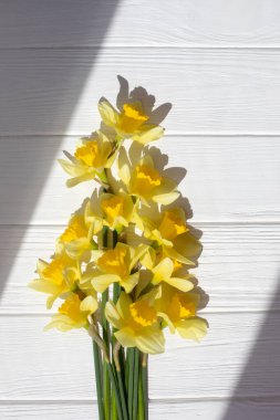 Parlak gün ışığında, beyaz ahşap arka planda, gölgeli sarı nergisler. Düz yatıyordu