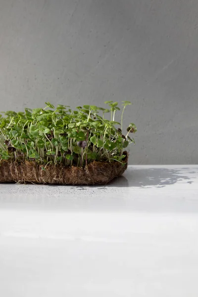 stock image Home gardening. Greenery microgreens, basil on a linen rug on a gray background. Front view