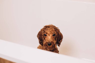 Evde bir köpeği yıkama süreci. Banyoda küçük kırmızı bir kaniş yıkılıyor. Banyoda ıslak köpek var.